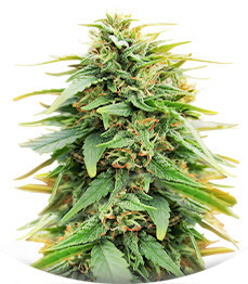 Сорт Deepforest Super Auto fem (Doctor’s Choice)