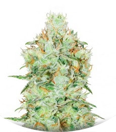 Сорт Jägg Kush fem (Delicious Seeds)