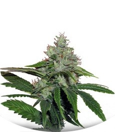 Train Wreck fem (GHS)