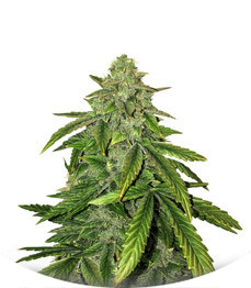 Bruce Banner fem (Cali Buds Seeds)