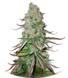 Сорт Big Bud Auto fem (Herbies Seeds)