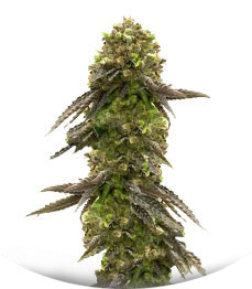 Bruce Banner # fem (AlphaFem Seeds)