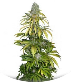 Chrystal fem (Nirvana Seeds)