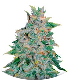 Сорт Northern Light Blue Auto fem (Delicious Seeds)