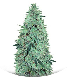 Сорт Niagara auto fem (Doctor’s Choice)