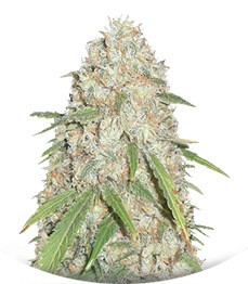 Сорт Kripple Roulette fem (Dr. Krippling Seeds)