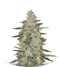 Auto Anesthesia fem (Pyramid Seeds)