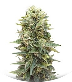 Auto Afghan Mass fem (00 Seeds)