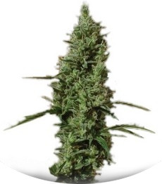 Сорт Atomical Haze fem (Paradise Seeds)