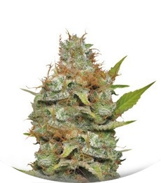 Сорт Kali Dog fem (Royal Queen Seeds)