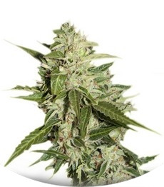 Auto Mazar fem (Dutch Passion)