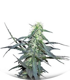 Hawaii Maui Waui fem (Nirvana Seeds)