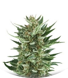 Сорт Royal Cheese Automatic fem (Russian Queen Seeds)