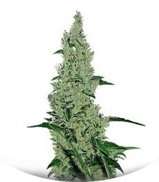 Y Griega fem (Medical Seeds)