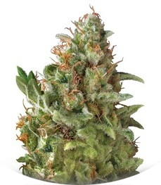 Auto American Pie fem (Pyramid Seeds)