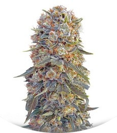 Сорт Sweet Critical fem (00 Seeds)