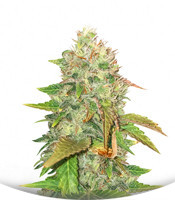 Сорт American Pie fem (Pyramid Seeds)