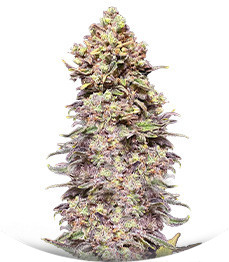 Сорт Gran Purple Banner Auto fem (Cali Buds Seeds)