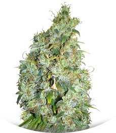 Сорт Northen Light X Skunk fem (World of Seeds)