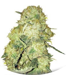 Goldmine fem (Heavyweight Seeds)