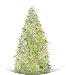 Rock Machine auto fem (Doctor’s Choiсe)