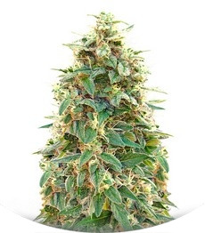 Auto 00 Cheese (Auto 00 Hashchis) fem (00 Seeds)