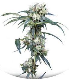 NL5 Haze Mist fem (GHS)