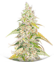 Original Jack Herer Auto fem (FastBuds)