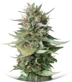 Сорт Strawberry Blue fem (World of Seeds)