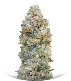 Chocolate Skunk fem (00 Seeds)