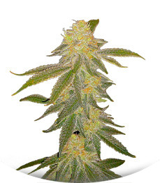 Сорт Future #1 fem (Blimburn Seeds)