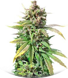 Сорт Dizzy Lights Auto fem (Dr. Krippling Seeds)