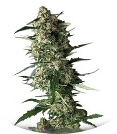 Galaxy fem (Pyramid Seeds)