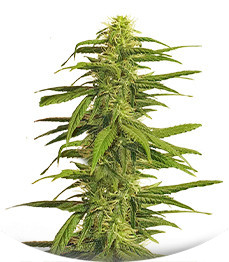 Сорт K-2 fem (Nirvana Seeds)