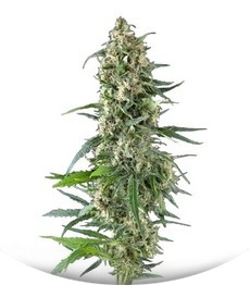 Сорт Amnesia Gold fem (Pyramid Seeds)